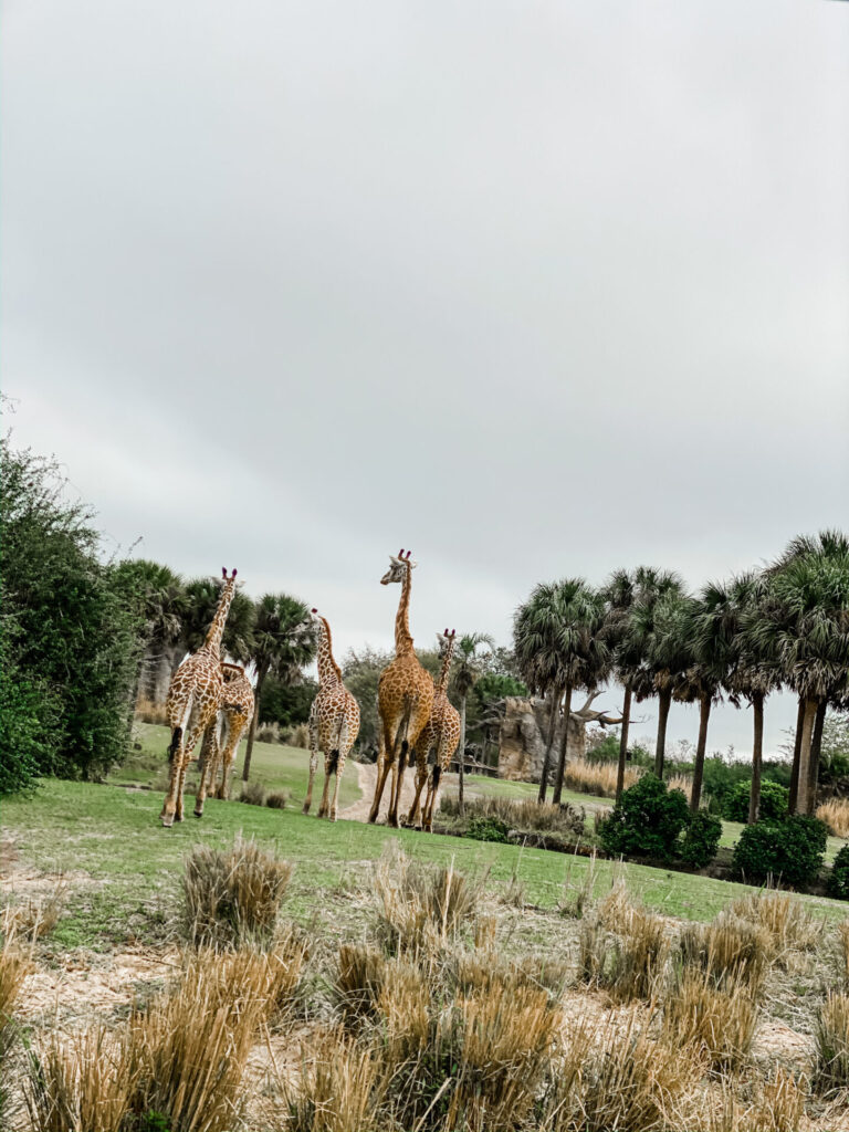 Disney Creators Celebration by poplar Nashville travel blog, Hello Happiness: image of some giraffes. 