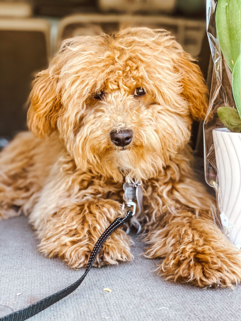 Puppy Products by popular Nashville life and style blog, Hello Happiness: image of a teacup golden doodle. 
