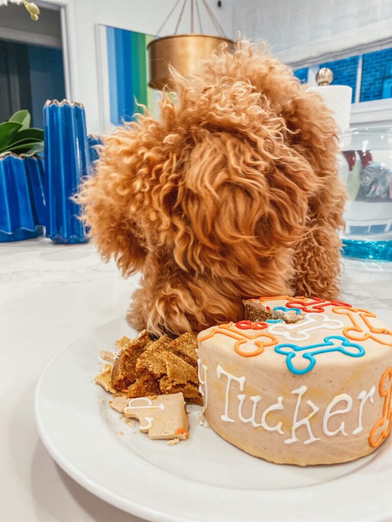 Year in Review by popular Nashville lifestyle blog, Hello Happiness: image of a goldendoodle puppy eating some cake. 
