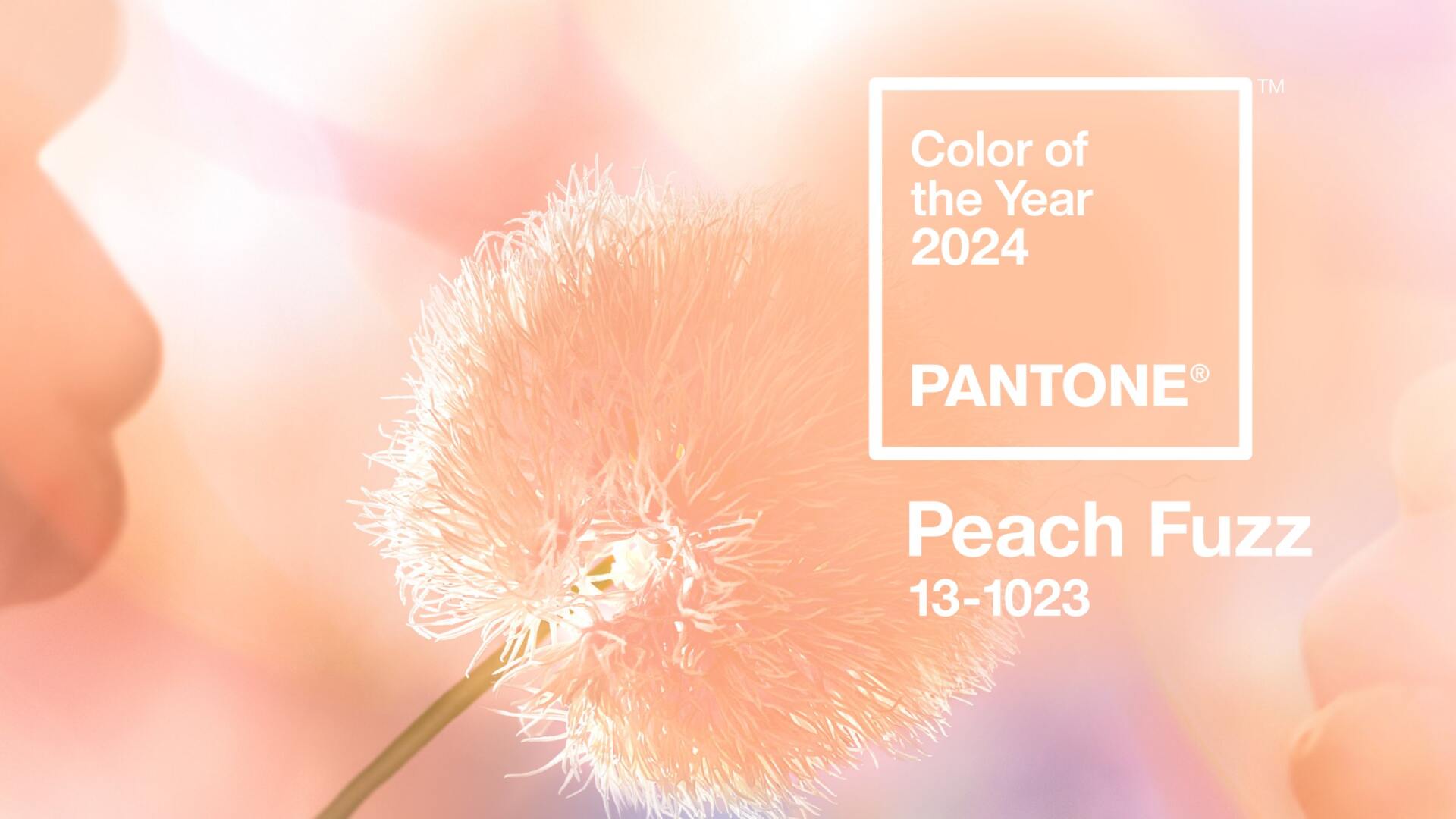 the 2024 color of the year... peach fuzz Hello! Happiness